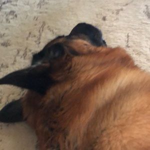 Meet your Posher, Susan